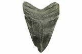 Fossil Megalodon Tooth - South Carolina #259568-1